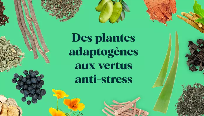 Des plantes adaptogènes aux vertus anti-stress visuel
