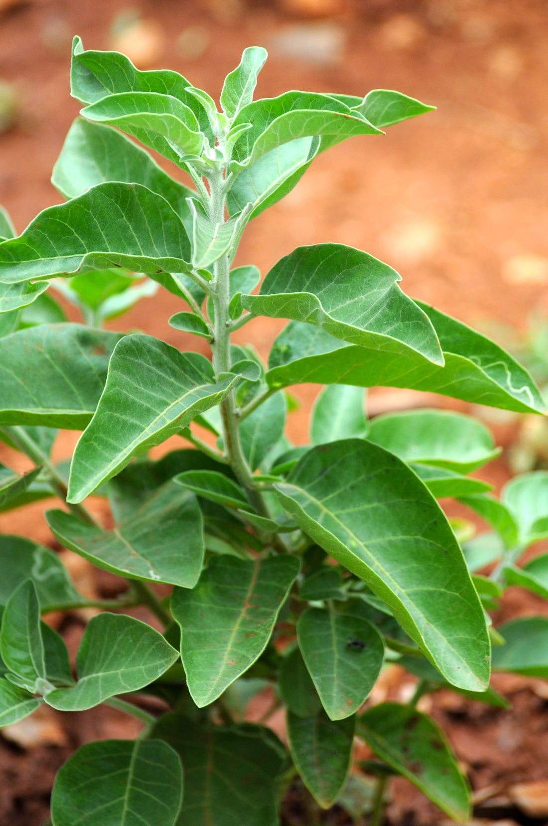 Quelle plante pour soigner le stress ?