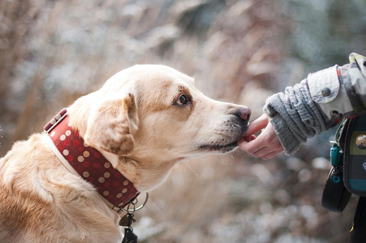 CBD pour animaux : c'est possible